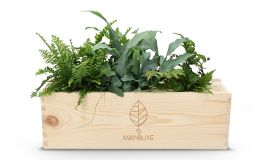 BloomsBox Luchtzuiverende Planten 