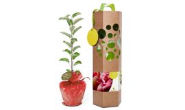 Appelboompje in geschenkverpakking