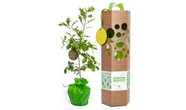 Eikenboompje in geschenkverpakking