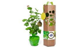 Hazelnootboompje in geschenkverpakking
