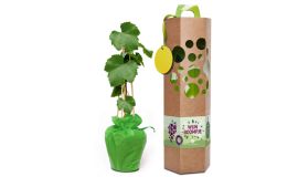 Wijnboompje in geschenkverpakking