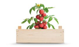 Tomaten kweekset
